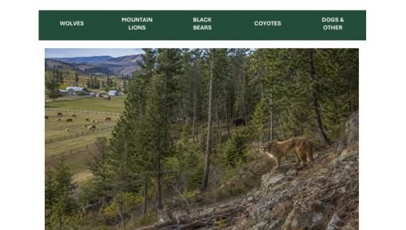 Sheriff’s Office Releases Predator Preparedness Handbook for Dealing with Mountain Lions, Bears, Coyotes & More.