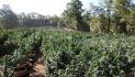 Calaveras Dismantles Multi-Million Dollar Illegal Marijuana Grow
