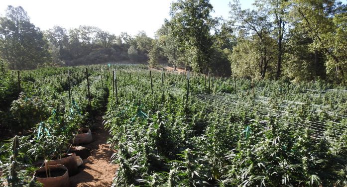 Calaveras Dismantles Multi-Million Dollar Illegal Marijuana Grow