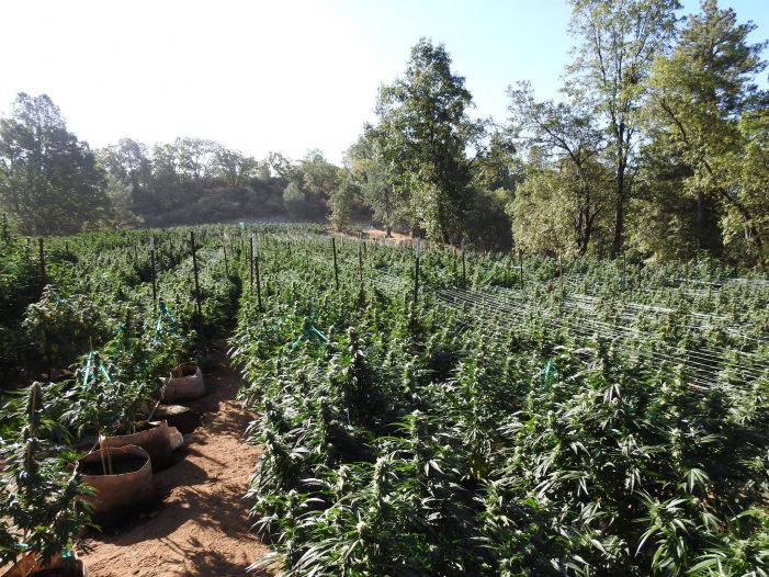Calaveras Dismantles Multi-Million Dollar Illegal Marijuana Grow