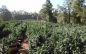 Calaveras Dismantles Multi-Million Dollar Illegal Marijuana Grow
