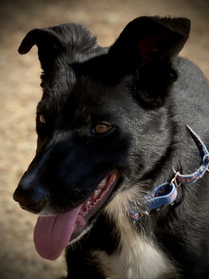 Your Really do Need a Little Barkley in Your Life!  Adopt Him Today!!