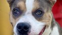 Make Petey a Part of Your Family Today!