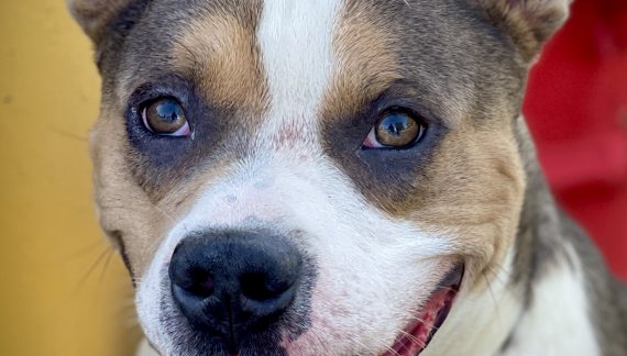 Make Petey a Part of Your Family Today!