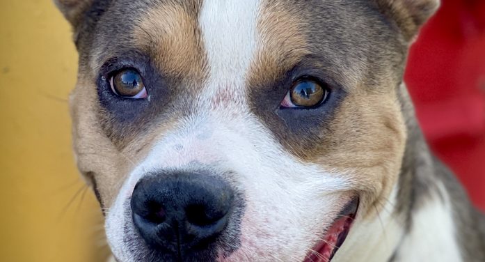 Make Petey a Part of Your Family Today!
