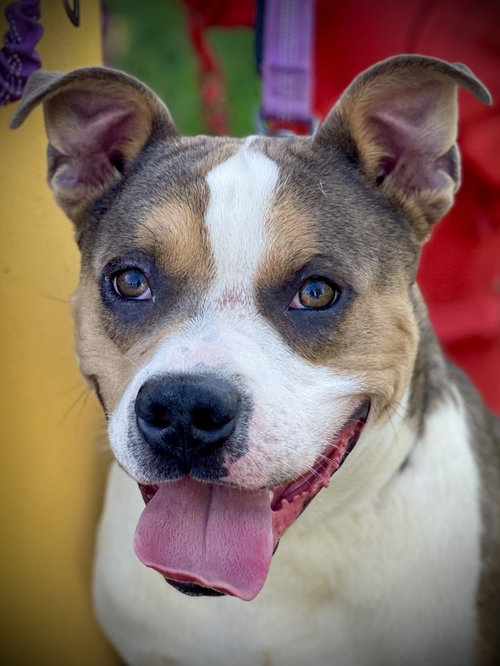 Make Petey a Part of Your Family Today!