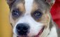 Make Petey a Part of Your Family Today!