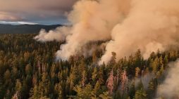 California State Parks and CAL FIRE Plan Prescribed Burns at Calaveras Big Trees State Park