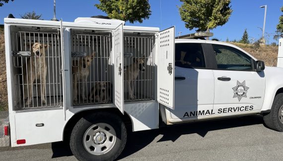 Calaveras County Animal Services Impounds 17 Dogs