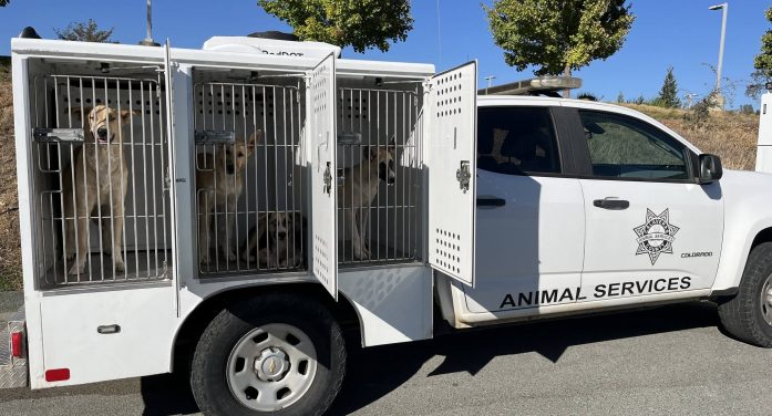 Calaveras County Animal Services Impounds 17 Dogs