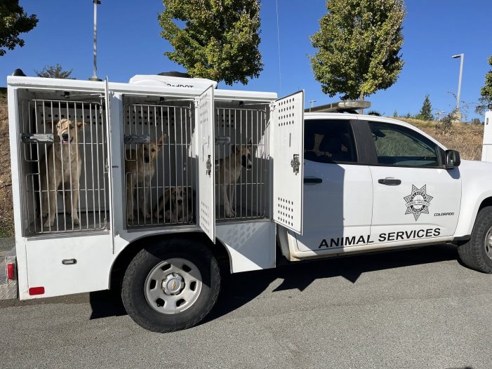 Calaveras County Animal Services Impounds 17 Dogs