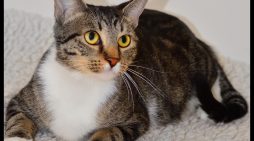 Single Mom Chiara Ready for Her Next Relationship!  Adopt Her Today!