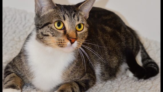 Single Mom Chiara Ready for Her Next Relationship!  Adopt Her Today!