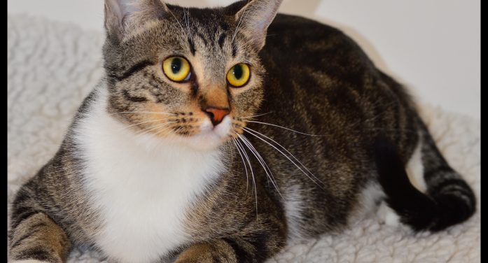 Single Mom Chiara Ready for Her Next Relationship!  Adopt Her Today!