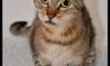 Your Friends will Be Jealous When You Bring Home Ellis!  Adopt Him Today!!