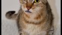 Your Friends will Be Jealous When You Bring Home Ellis!  Adopt Him Today!!