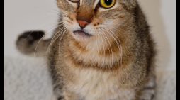 Your Friends will Be Jealous When You Bring Home Ellis!  Adopt Him Today!!