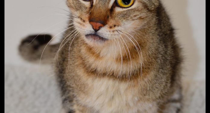 Your Friends will Be Jealous When You Bring Home Ellis!  Adopt Him Today!!