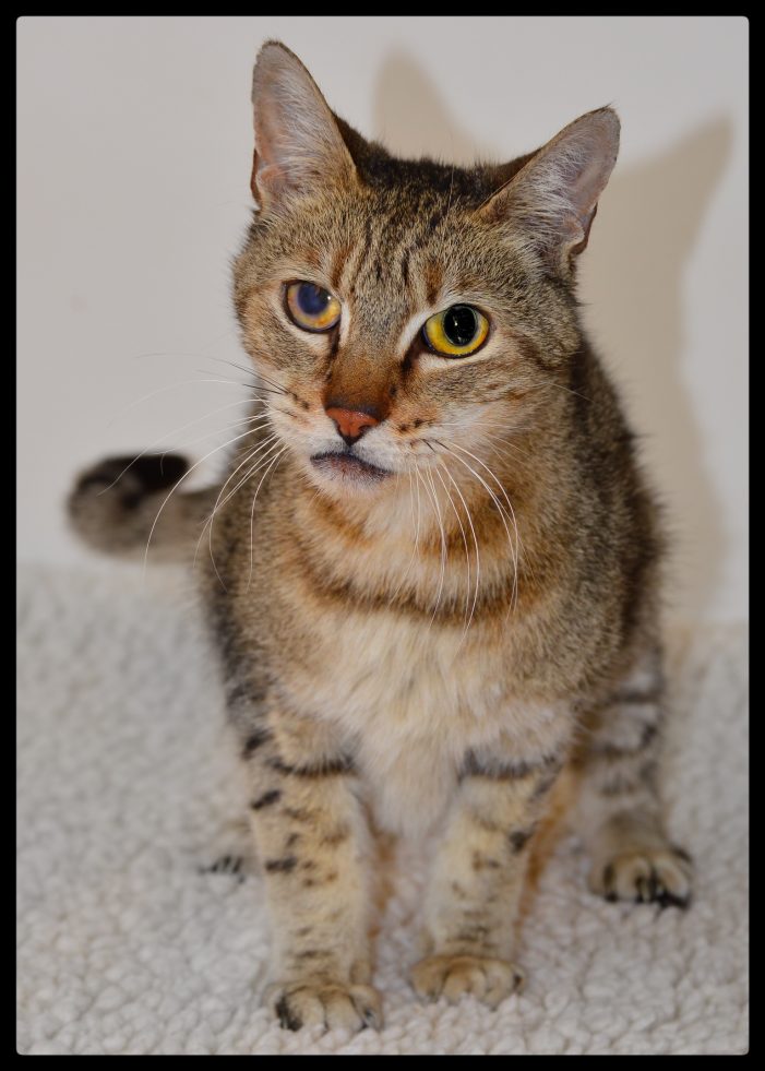 Your Friends will Be Jealous When You Bring Home Ellis!  Adopt Him Today!!