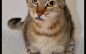 Your Friends will Be Jealous When You Bring Home Ellis!  Adopt Him Today!!