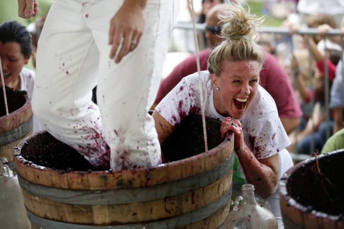 Calaveras Grape Stomp and the Gold Rush Street Fair