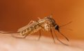 West Nile Virus Found in Sentinel Chickens in Copperopolis