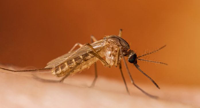 West Nile Virus Found in Sentinel Chickens in Copperopolis
