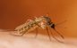 West Nile Virus Found in Sentinel Chickens in Copperopolis