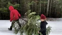 Christmas Tree Permits Available Beginning Oct. 10th