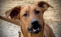 Your Big Red Dog Clifford Awaits!  Adopt Him Today!!!!