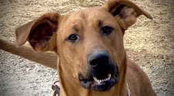 Your Big Red Dog Clifford Awaits!  Adopt Him Today!!!!