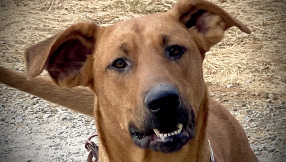 Your Big Red Dog Clifford Awaits!  Adopt Him Today!!!!