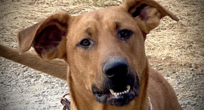 Your Big Red Dog Clifford Awaits!  Adopt Him Today!!!!