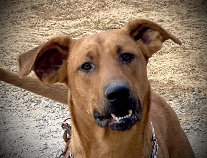 Your Big Red Dog Clifford Awaits!  Adopt Him Today!!!!