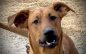 Your Big Red Dog Clifford Awaits!  Adopt Him Today!!!!